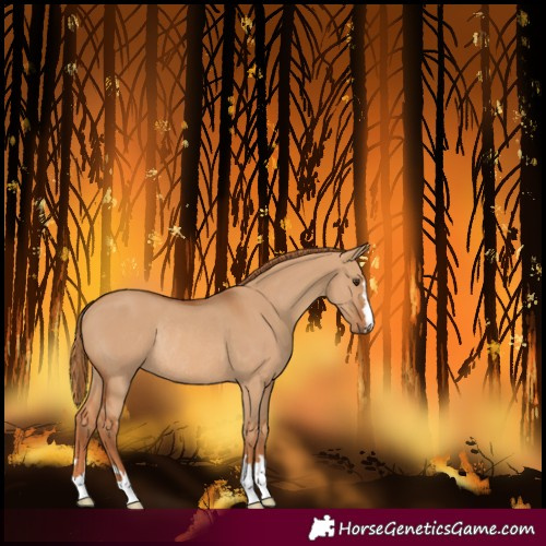 Horse Color:Red Dun Rabicano 