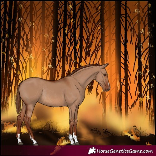 Horse Color:Red Dun Rabicano 