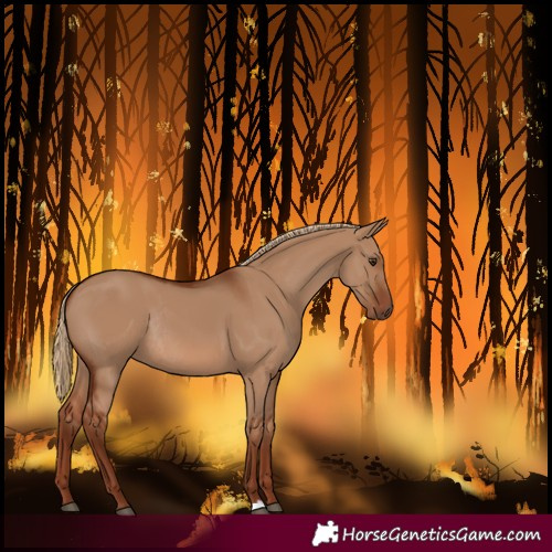 Horse Color:Red Dun Rabicano 