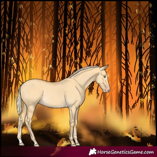 Horse Color:Gold Cream Champagne Dun Rabicano 