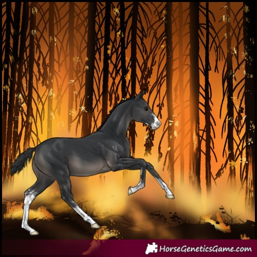 Horse Color:Black Sabino 