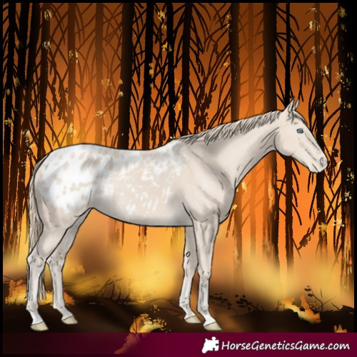 Horse Color:Smoky Creme Blanket