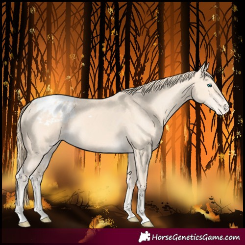 Horse Color:Perlino Blanket 