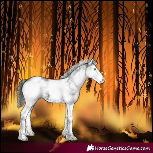 Horse Color:White Spotted Black Splash 