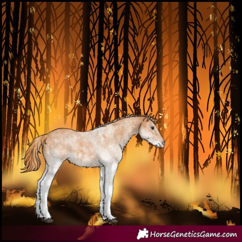 Horse Color:White Spotted Chestnut 