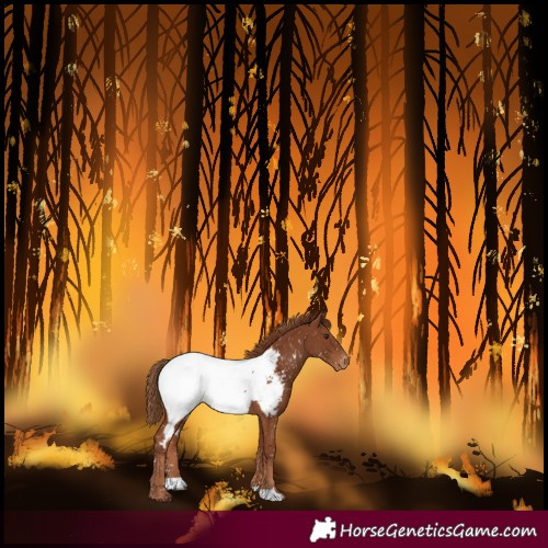 Horse Color:Chestnut Near Fewspot