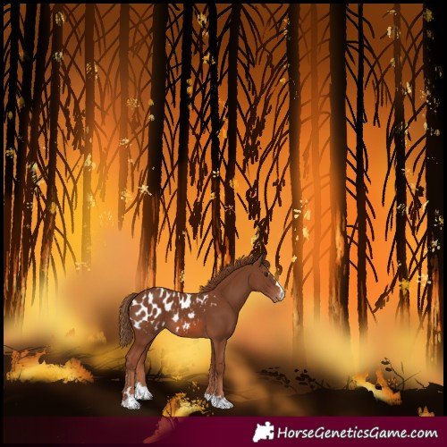 Horse Color:Chestnut Blanket 