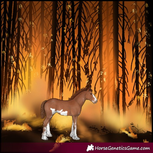 Horse Color:White Spotted Chestnut Frame