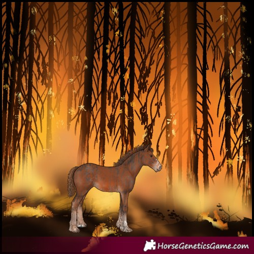Horse Color:Platinum Liver Chestnut and Chestnut