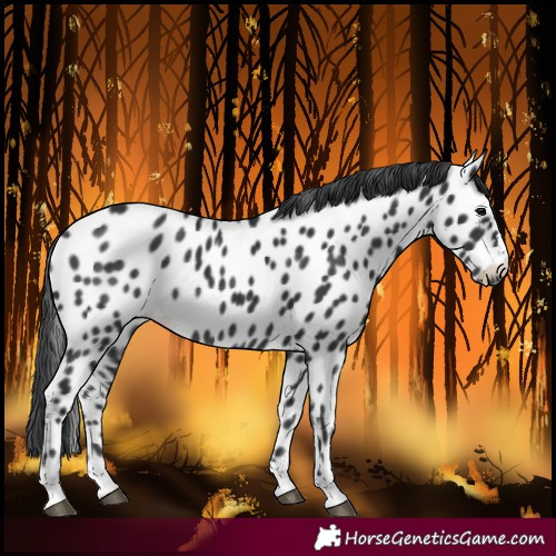 Horse Color:Black Near Leopard Rabicano