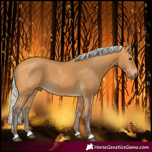 Horse Color:Silver Buckskin