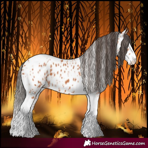 Horse Color:Bay Splash Tobiano Leopard and Bay Splash Tobiano Leopard