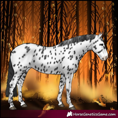 Horse Color:Black Near Leopard Rabicano 