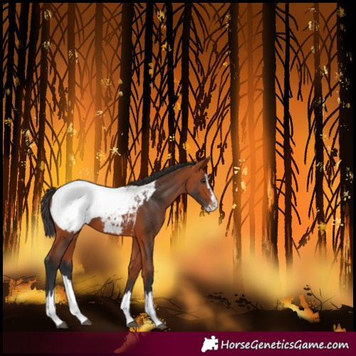 Horse Color:Bay Splash Snowcap 