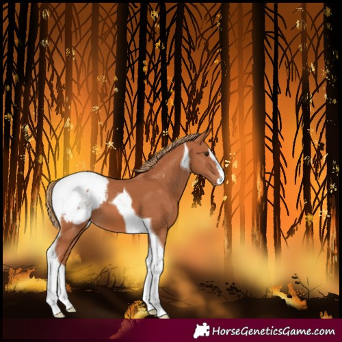 Horse Color:Unknown 