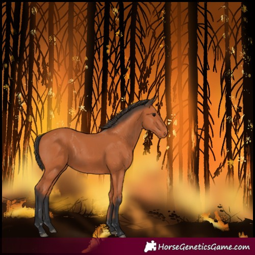 Horse Color:Unknown 