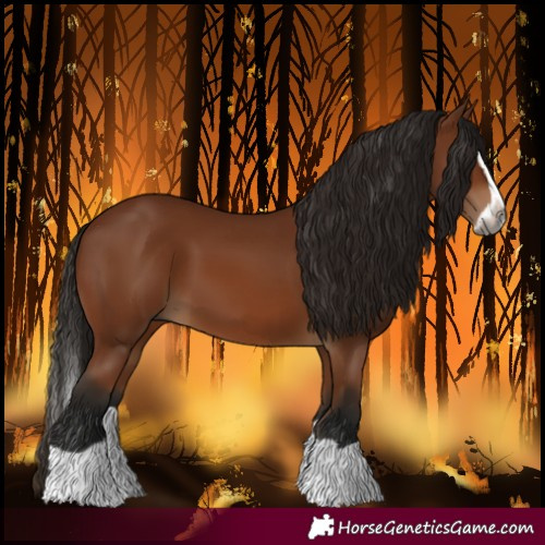 Horse Color:Gray Bay Splash 