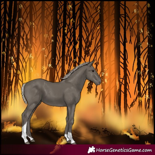Horse Color:Unknown 