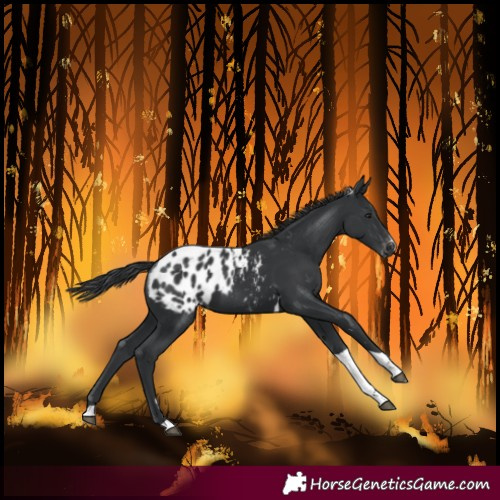Horse Color:Black Tobiano Blanket 