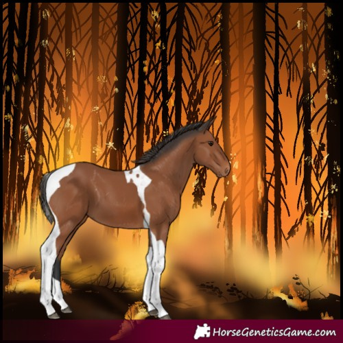 Horse Color:Bay Tobiano 