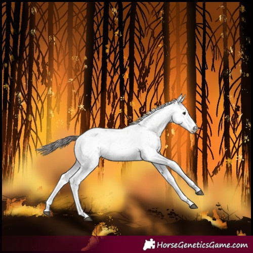 Horse Color:Bay Fewspot 