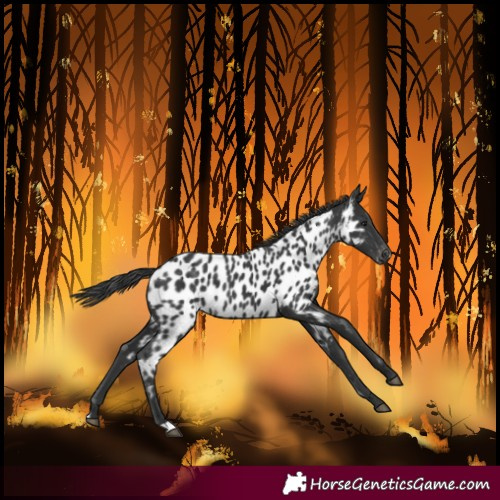 Horse Color:Black Near Leopard