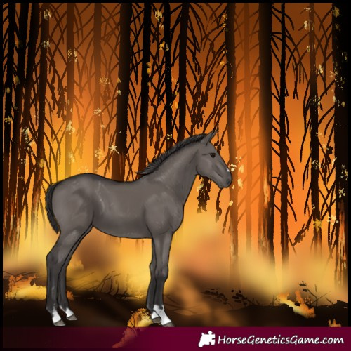 Horse Color:Unknown