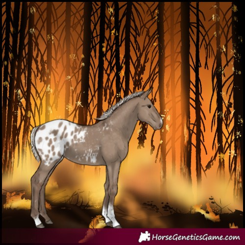 Horse Color:Unknown 