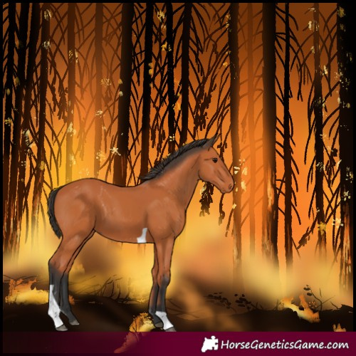 Horse Color:Unknown 