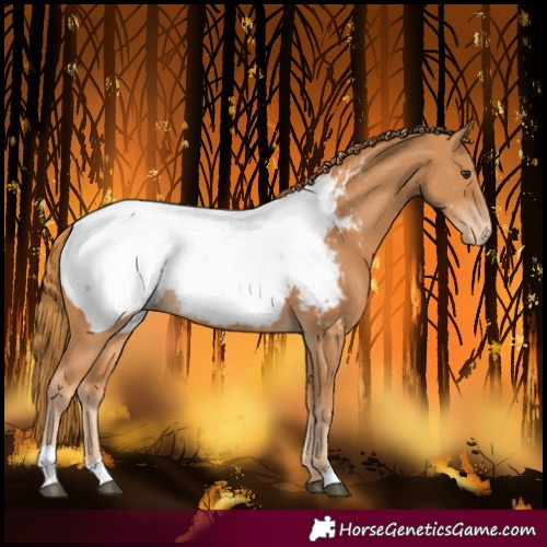 Horse Color:Chestnut Near Fewspot 