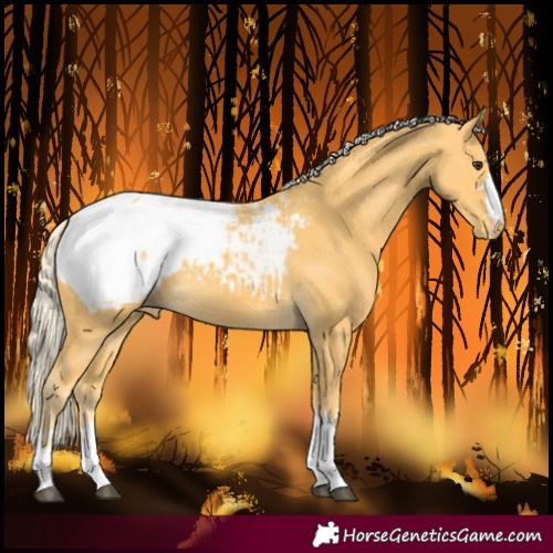 Horse Color:Palomino Snowcap