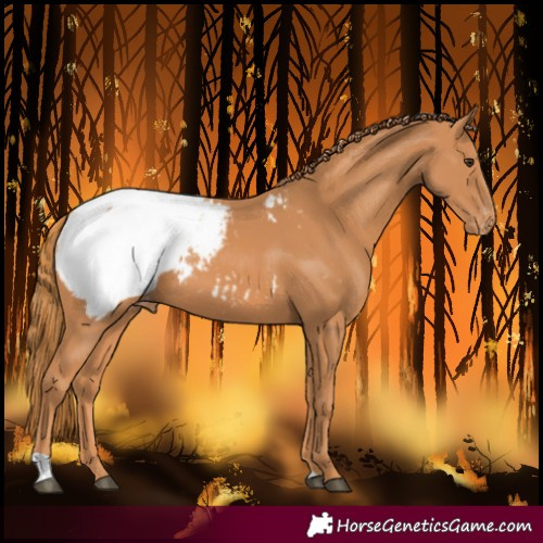 Horse Color:Chestnut Snowcap