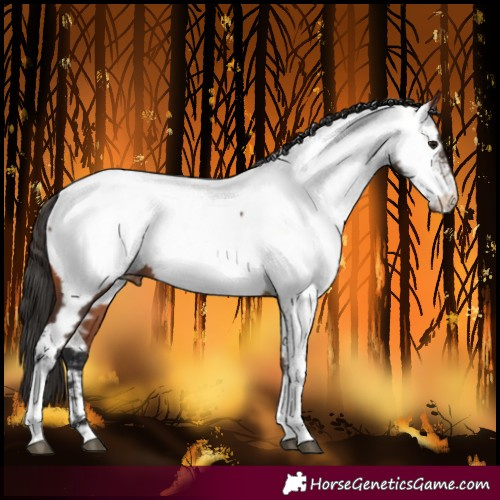 Horse Color:Bay Tobiano Near Fewspot