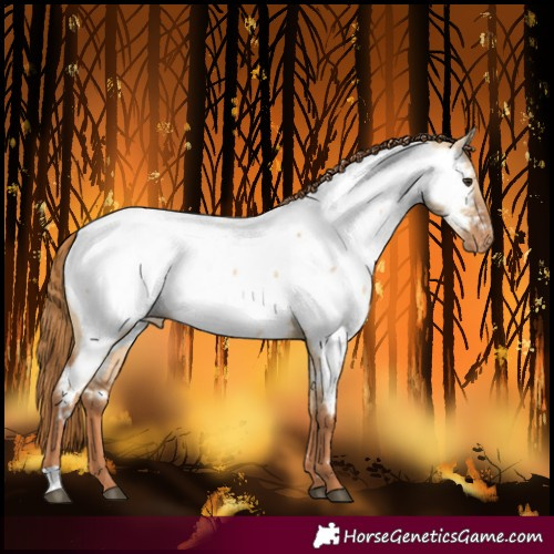 Horse Color:Red Dun Near Fewspot 