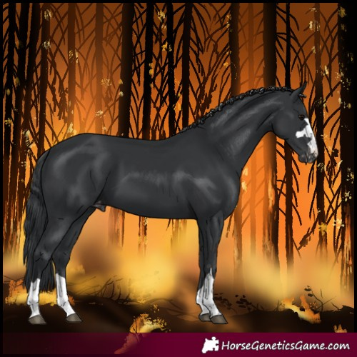 Horse Color:Black Varnish 