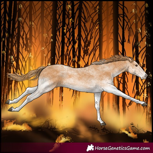 Horse Color:White Spotted Chestnut 