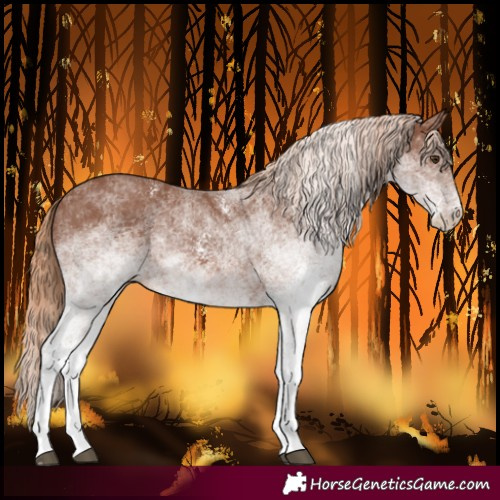 Horse Color:White Spotted Chestnut 