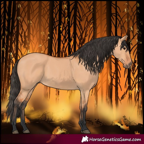 Horse Color:Bay Dun 