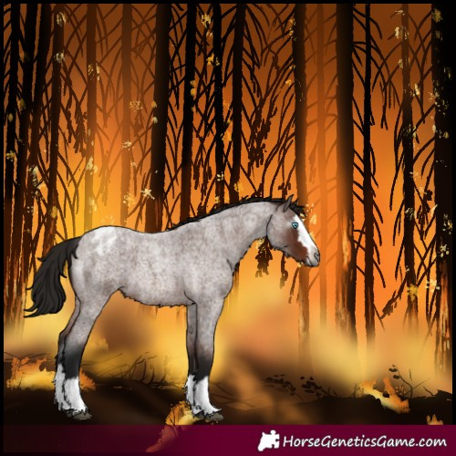 Horse Color:Unknown 