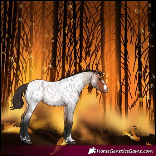 Horse Color:Unknown 