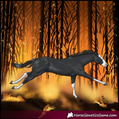 Horse Color:Black Splash