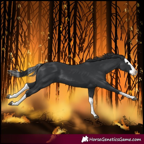 Horse Color:Black Splash