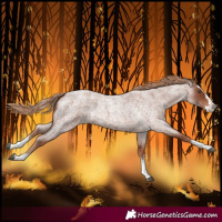 Horse Color:Red Roan Splash 