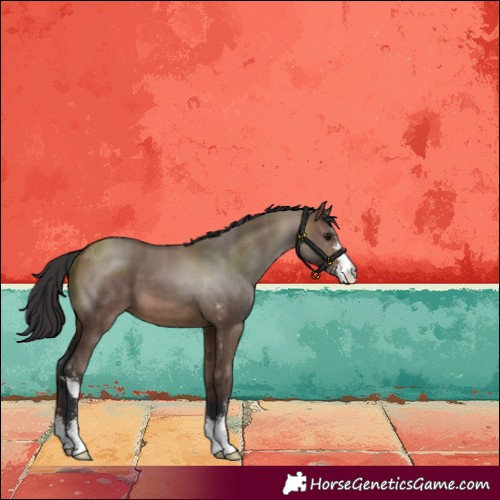 Horse Color:Brown Dun Sabino 
