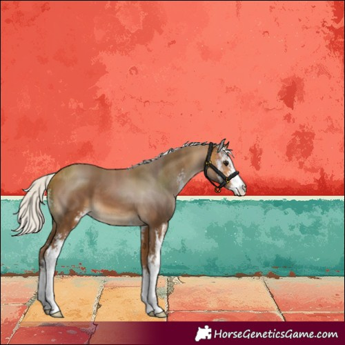 Horse Color:Silver Buckskin Sabino 