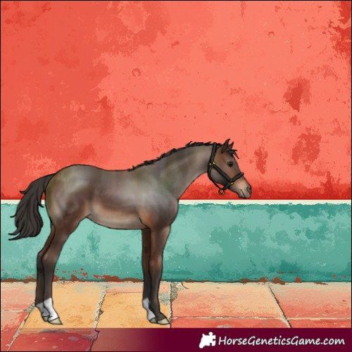 Horse Color:Brown 