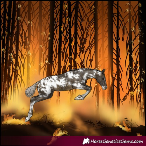 Horse Color:White Spotted Silver Buckskin Blanket 