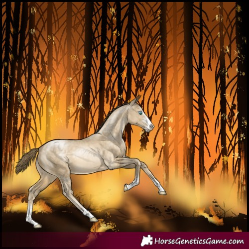 Horse Color:Buckskin Pearl Sabino 