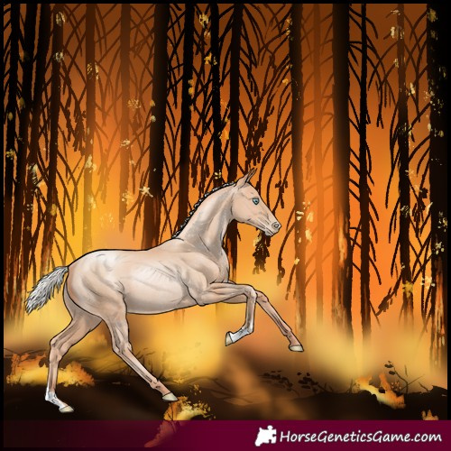 Horse Color:Silver Classic Champagne Pearl Rabicano