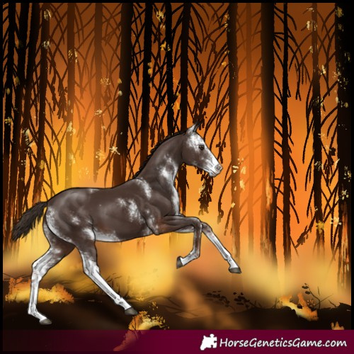 Horse Color:Liver Chestnut Sabino